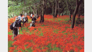 [여행 KIOSK]선운사 꽃무릇 가족에 손짓 外