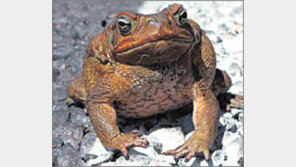 [헉! 튀는 과학]자외선으로 독두꺼비 퇴치할 수 있다?