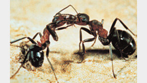[헉! 튀는 과학]개미에게서 질서를 배우자