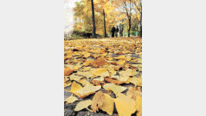 [줌인]‘晩秋의 서정’…가족-연인과 거니는 서울근교 낙엽길