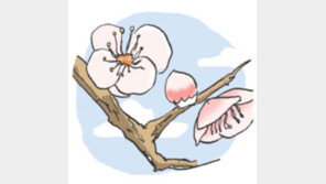 [오늘의 날씨/3월1일]제주에 노란 유채꽃, 남도에 매화꽃 소식