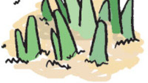 [오늘의 날씨/3월 24일]쫑쫑쫑 돋아나는 봄의 새순들