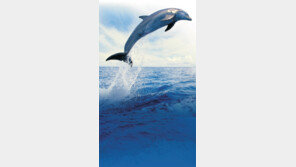 [파워 브랜드]브랜드 푸른 바다로 헤엄치다