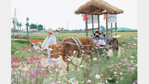 [여행 KIOSK]‘김제 지평선 축제’ 24일까지 外