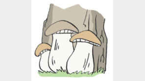 [오늘의 날씨/9월 27일]송이버섯 한창