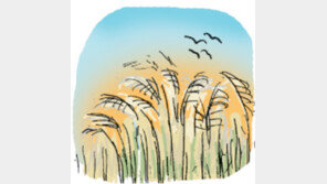 [오늘의 날씨/10월11일]속을 비워 더욱 꼿꼿한 억새·갈대