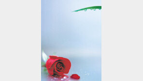 [인문사회]행복은… ‘행복에 걸려 비틀거리다’