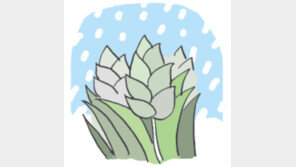 [오늘의 날씨/12월 7일]눈은 보리의 이불이다