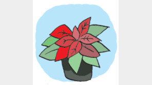 [오늘의 날씨/12월 25일]성탄절의 꽃 ‘포인세티아’