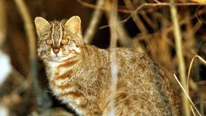 멸종위기 삵  경남 진주 진양호서 발견