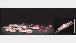 암컷 나방 ‘페로몬 합창’은 사랑의 암투