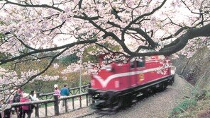 [Travel]3000m급 高山 240개 산악국 대만 나무 바다에 잠기다