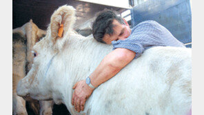 몹쓸 광우병! 한국인이 만만하니?…미-영국인보다 더 취약