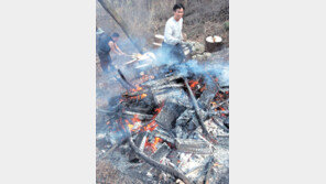 [수도권]잣나무 재선충병 광릉숲 코앞까지