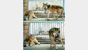 서울대 ＂늑대 두마리 복제 성공＂