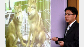 스너피-암캐 이어 늑대… 동물복제 하면 “이병천”