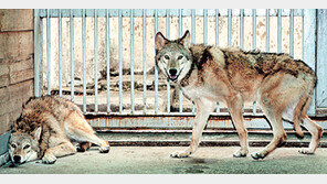 멸종위기 동물 복원 길 열어