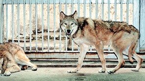 [포토뉴스]서울대 수의대팀 세계 첫 늑대복제 성공