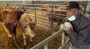[FTA 타결]“외환위기 때보다 더 충격” 감귤-축산농가 표정
