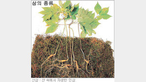 [헬스&뷰티]‘만병통치의 묘약’ 고려 진셍