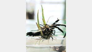 7000년 전 식물서 싹이? “신석기 추정 수생식물서 발아”