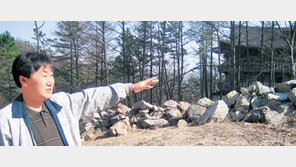 어제 62회 식목일… ‘소나무계’를 아시나요