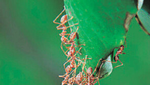 [생생 생물학]눈앞에 뵈는게 없는 듯 돌진하는 무사개미떼