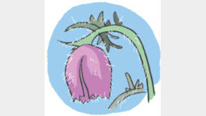 [오늘의 날씨/4월 7일]다발로 핀 하얀 조팝나무