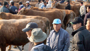 “美광우병 위험통제국가 판정땐 미국산 쇠갈비도 수입검토”