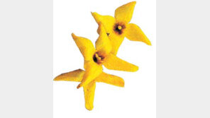 [디지털 세상]봄나들이 사진 잘 찍으려면