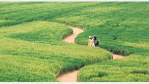 [Travel]청보리밭에 흐르는 첫사랑 풋향기
