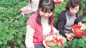 [Travel]논산 딸기마을로 오세요… 양촌면 체험행사