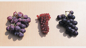 [지금이 제철!]포도…껍질에 하얀 가루 많을수록 달콤