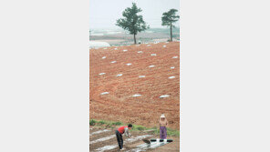 [포토 에세이]소나무와 老부부