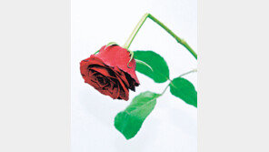 허약한 제조업…시드는 한국경제