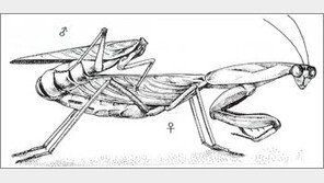 [생생 생물학]사랑보다 진한 번식욕