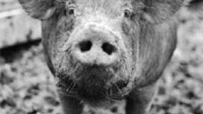 [제주]제주 ‘축산물 건강지대’ 인증 도입