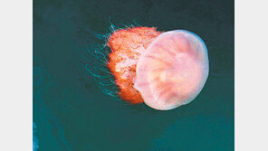 [제주]독성 ‘노무라 입깃해파리’ 조심!