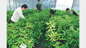 [제주]멸종위기 ‘죽절초’를 살려라