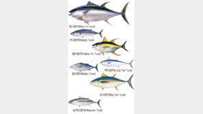 [헬스&뷰티]날씬한 나, 똑똑한 나… 나의 비밀은 참치