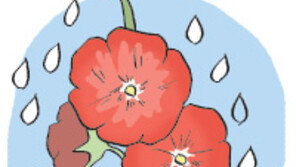 [오늘의 날씨/6월 14일]음력 사월 그믐날. 전국 비 소식