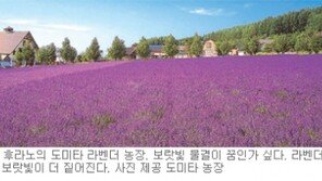 [Life]보랏빛 물결 라벤더에 빠지다