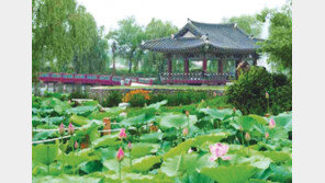 [충북][강원]옥천서 은어잡고 부여서 연꽃보고 영월서 뗏목타요