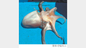 [휴지통]문어? 오징어? 동해서 희귀종 잡혀