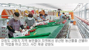 [강원]고랭지 농산물 수출 효자