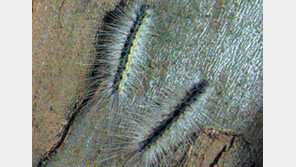 [전북]미국흰불나방 유충 “초비상”