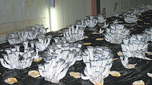 [강원]병에 강하고 많이 열리는 ‘슈퍼느타리’