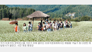 [강원]“9월 메밀밭 거닐러 오세요”