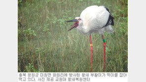 [충북]복원한 황새 암수 한쌍 야생방사 70일 현장 가다