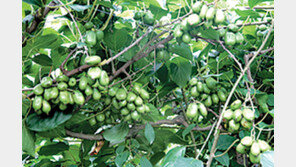 [강원]다래, 다수확종 육성 성공